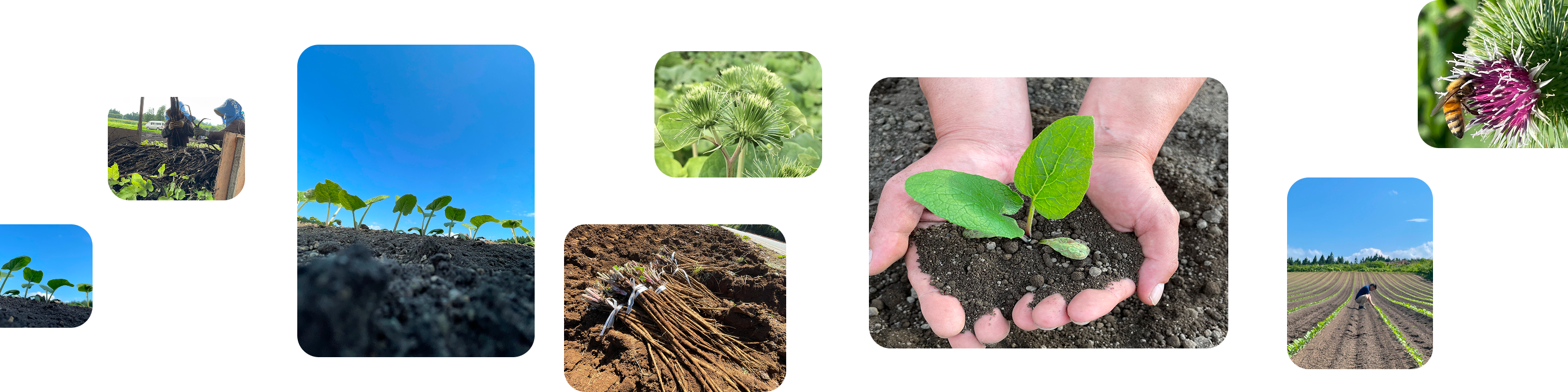 野菜の総合商社イメージ