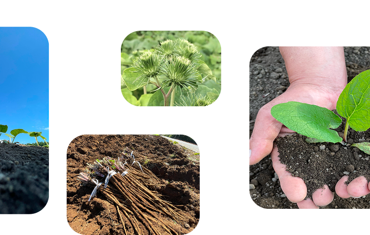 野菜の総合商社イメージ