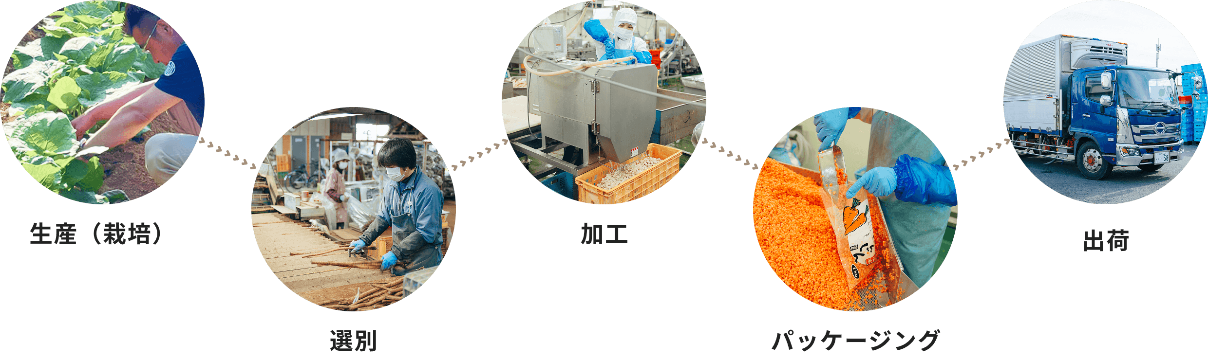 生産（栽培） 選別 加工 パッケージング 出荷